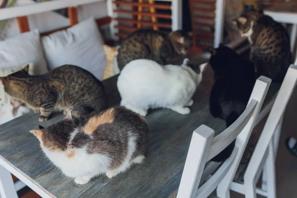 Багато котів сидять на столі в будинку літньої жінки . — стокове фото