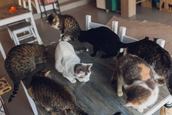 Many cats are sitting on a table in the house of an elderly woman. — Stock Photo, Image