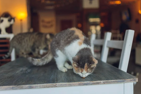 Many cats are sitting on a table in the house of an elderly woman. — Stock Photo, Image