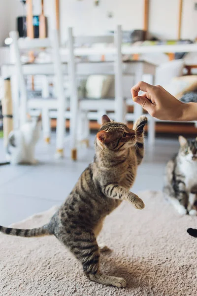 Huiselijk leven met huisdier. Jongeman geeft zijn kat vlees snack. — Stockfoto