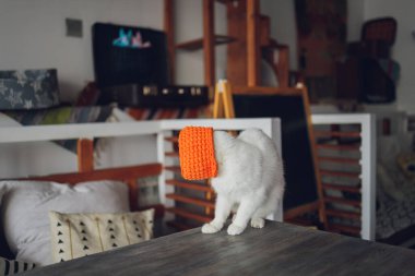 Top oynayan kedi. İskoç gümüşü. Kediyle oynayan kız..