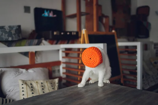 Gato a jogar bola. Raça de prata escocesa. Menina brincando com um gato. — Fotografia de Stock