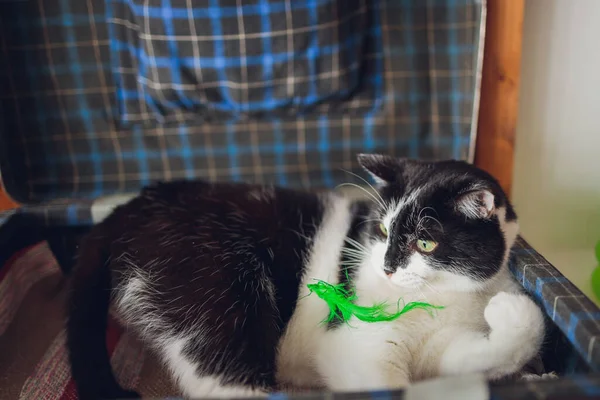 Chat jouant au ballon. Écossais race d'argent. Fille jouer avec un chat. — Photo