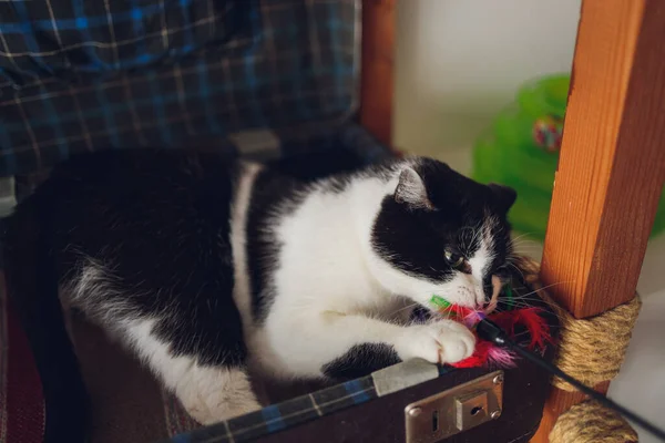 Gatto che gioca a palla. Razza scozzese d'argento. Ragazza che gioca con un gatto. — Foto Stock