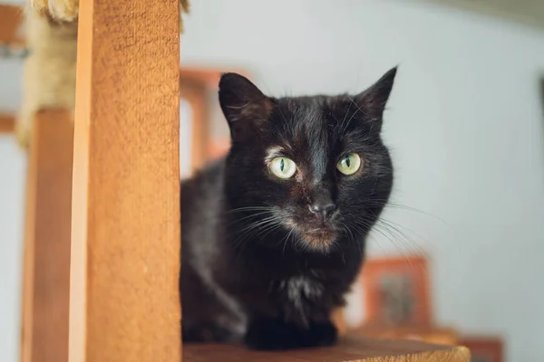 Vorderseite der niedlichen schönen Katze, die in ihren Träumen auf einem klassischen britischen gemusterten Teppich schläft. — Stockfoto