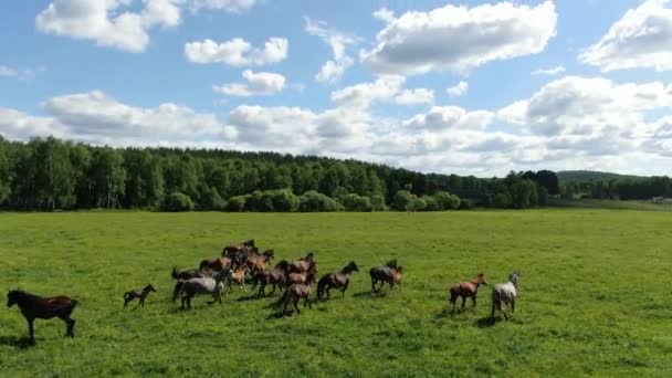 Po nekonečné zelené stepi cválá velké stádo koní. Letecký pohled na let poblíž koní. — Stock video