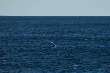 Küçük deniz dalgaları kıyıdaki taşlara çarpıyor. Parlak güneşli bir gün ve dalgaların beyaz köpüğü. Hava kirliliğinin çevresel bir etkisi olarak buzulların erimesi.