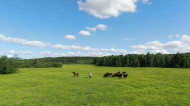 Büyük bir at sürüsü uçsuz bucaksız yeşil bozkırlarda dört nala koşuyor. Atlara yakın bir uçuşun havadan görüntüsü..
