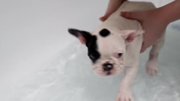 Ranskalainen bulldog klo grooming salonki ottaa kylpy. — kuvapankkivideo