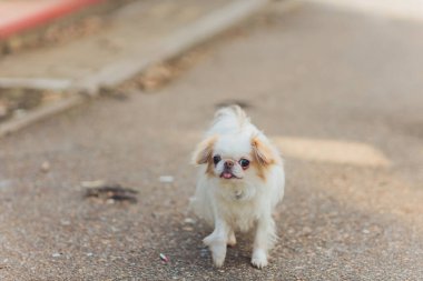 Şehirde sevimli tüylü beyaz bir köpek.