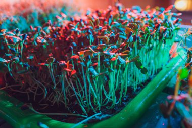 Taze mikro yeşiller yakın plan. Sağlıklı salata için büyüyen ayçiçeği filizleri. Doğru beslenmek, genç kalmak ve modern restoran mutfağı konsepti.