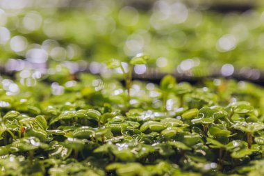 Mikro yeşil roka filizlenerek filizlenir. Çiğ lahanalar, mikroyeşiller, sağlıklı beslenme konsepti. Evde yetiştirilen süper yiyecekler..
