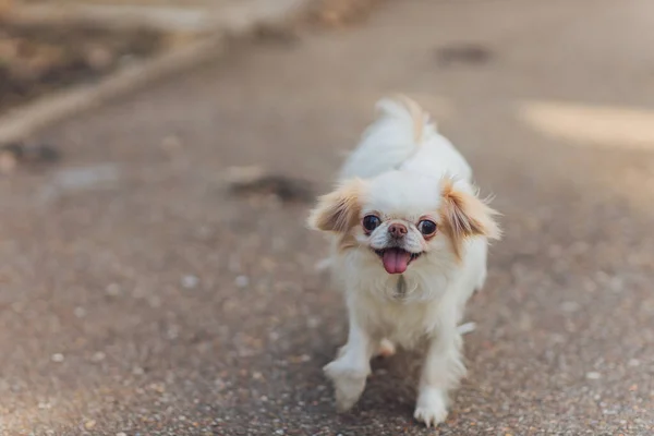 Cão branco fofo bonito na cidade. — Fotografia de Stock