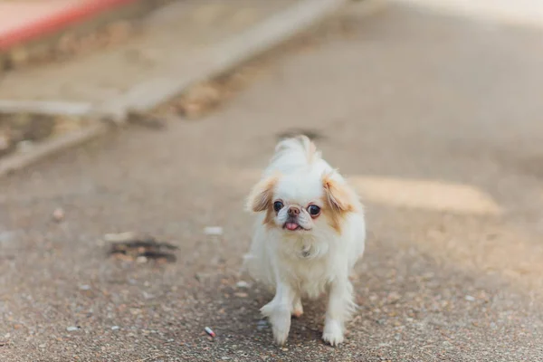 Cão branco fofo bonito na cidade. — Fotografia de Stock