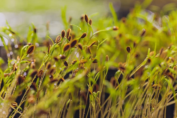 Microgreens macro. Antecedentes de microgreen. brotes de eneldo. fondo textural verde de los verdes naturales. — Foto de Stock