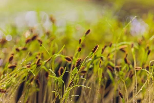 Microgreens macro. Antecedentes de microgreen. brotes de eneldo. fondo textural verde de los verdes naturales. — Foto de Stock