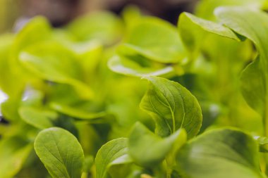 Organik Cilantro Mikro-Yeşil hasat için hazır.