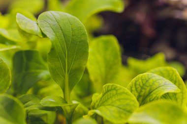 Organik Cilantro Mikro-Yeşil hasat için hazır.