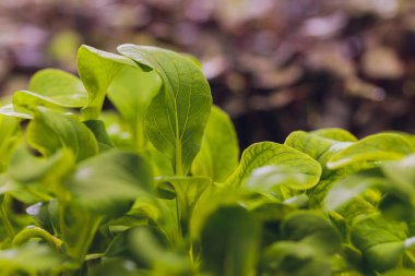 Organik Cilantro Mikro-Yeşil hasat için hazır.