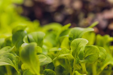 Organik Cilantro Mikro-Yeşil hasat için hazır.