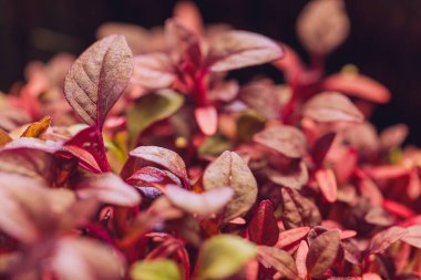 Kırmızı amaranth mikroyeşillikleri toprağın içinde büyür..