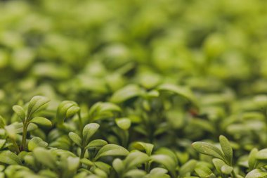 Filizlenmiş roka 'nın yakın çekimi. Sağlıklı yaşam tarzı yiyecekler. Mikroyeşillikler yakın plan. Taze yeşillikler bahar arkaplanı.