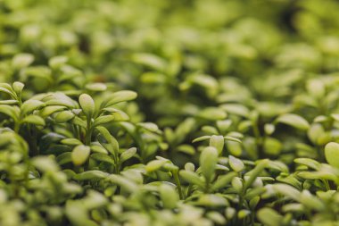 Filizlenmiş roka 'nın yakın çekimi. Sağlıklı yaşam tarzı yiyecekler. Mikroyeşillikler yakın plan. Taze yeşillikler bahar arkaplanı.