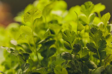 Organik Cilantro Mikro-Yeşil hasat için hazır.