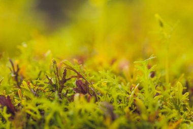 Bulanık arka planda Mizuna mikroyeşil Japon hardalı. Seçici odaklanma. Üst görünüm.