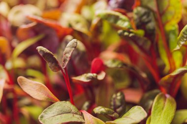 Kırmızı pancar, taze lahanalar ve taze yapraklar. Sebze, bitki ve mikroyeşil. Ayrıca pancar, masa, bahçe ya da kırmızı pancar. Su damlalı makro fotoğraf.