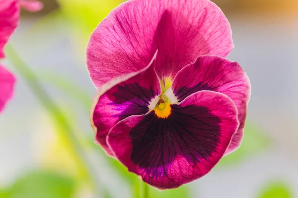 Viola microgreens comestibles, végétarien cru aliments sains. — Photo