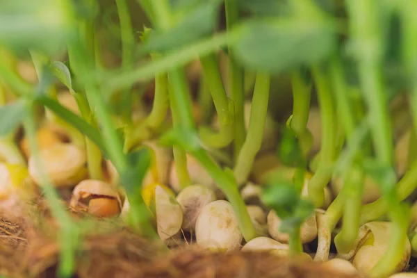 Fresco micro greens primer plano. Cultivo de brotes de girasol para ensalada saludable. Comer bien, mantenerse joven y moderno concepto de cocina de restaurante. — Foto de Stock