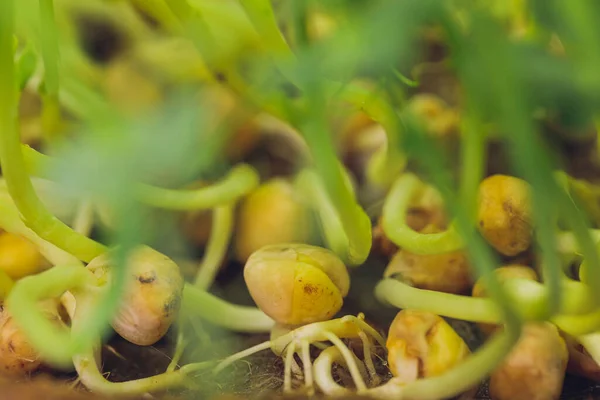 Fresco micro greens primer plano. Cultivo de brotes de girasol para ensalada saludable. Comer bien, mantenerse joven y moderno concepto de cocina de restaurante. — Foto de Stock