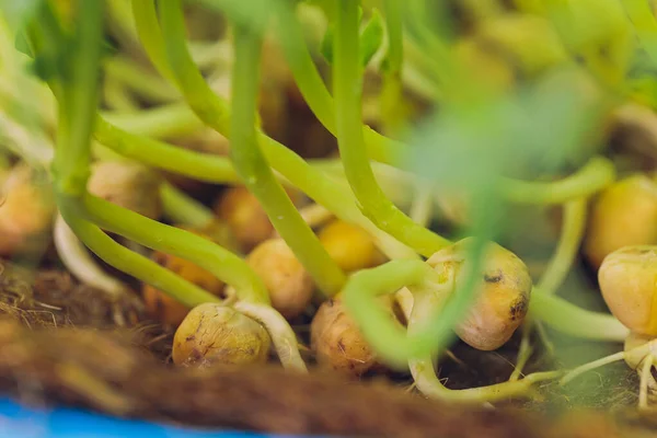 Fresh micro greens closeup. Growing sunflower sprouts for healthy salad. Eating right, stay young and modern restaurant cuisine concept. — Stock Photo, Image