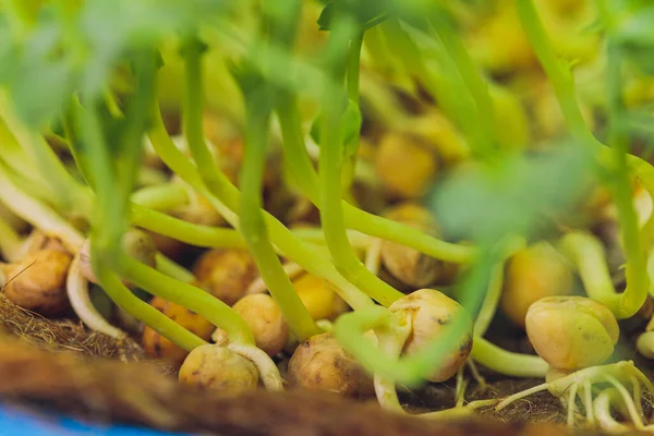 Fresh micro greens closeup. Growing sunflower sprouts for healthy salad. Eating right, stay young and modern restaurant cuisine concept. — Stock Photo, Image