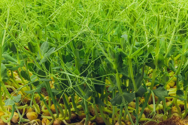 Fresco micro greens primer plano. Cultivo de brotes de girasol para ensalada saludable. Comer bien, mantenerse joven y moderno concepto de cocina de restaurante. — Foto de Stock