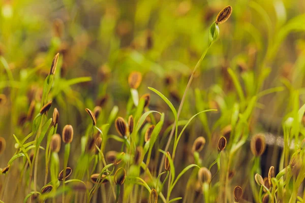 Microgreens macro. Antecedentes de microgreen. brotes de eneldo. fondo textural verde de los verdes naturales. — Foto de Stock