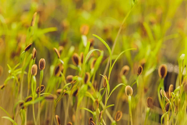 Microgreens macro. Antecedentes de microgreen. brotes de eneldo. fondo textural verde de los verdes naturales. — Foto de Stock