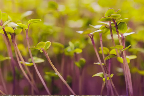 Câmp microverde, grup de germeni verzi și violet care cresc din sol, legume pentru copii în soare . — Fotografie, imagine de stoc