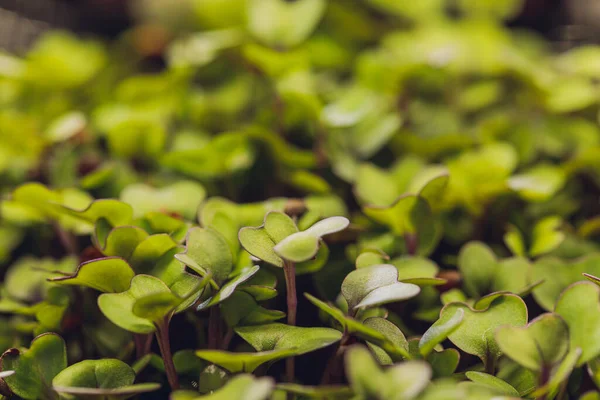 Ladang hijau mikro, Tanaman hijau dan ungu tumbuh dari tanah, sayur-sayuran bayi di bawah sinar matahari. — Stok Foto
