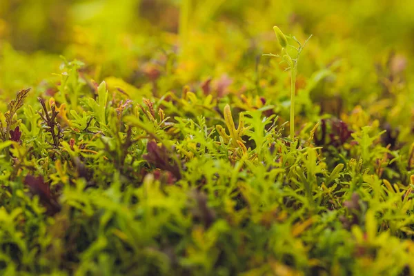 Mizuna microgreen japanese mustard on a blurred background. Selective focus. Top view. — Stock Photo, Image