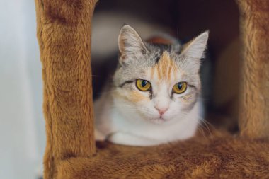 Kedilerin evindeki beyaz ve gri kedi sağa bakıyor..