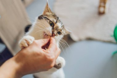 Tekir kedi duruyor ve insanların beslediği yiyecekleri yalıyor..