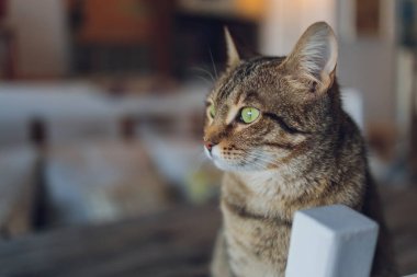 Sevimli tekir kedi mutfakta oturmuş kameraya bakıyor..