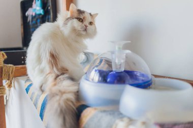 Otomatik makinede kedi içme suyu yakın plan.