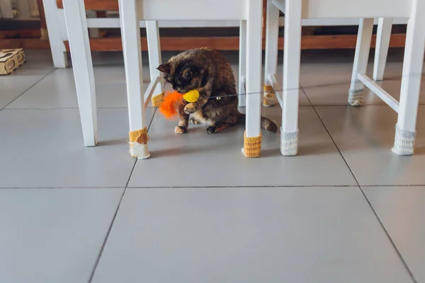 Roztomilý tabby kočka sedí na podlaze kuchyně zírá do kamery. — Stock fotografie