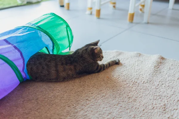 Vorderseite der niedlichen schönen Katze, die in ihren Träumen auf einem klassischen britischen gemusterten Teppich schläft. — Stockfoto