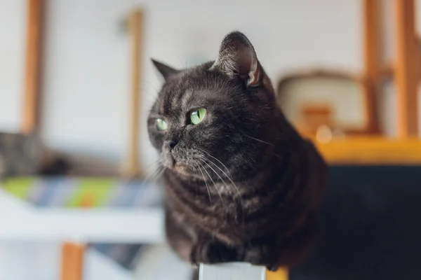 Krásná elegantní černá kočka leží na židli a dívá se na majitele. — Stock fotografie