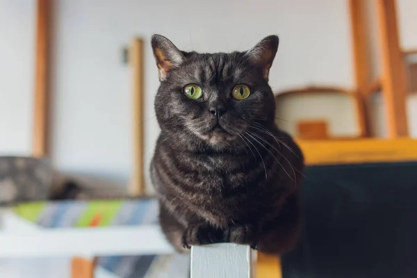 Schöne elegante schwarze Katze liegt auf einem Stuhl und blickt zu ihrem Besitzer auf. — Stockfoto