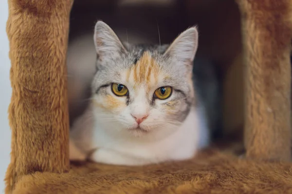 Weiße und graue Katze im Katzenhaus auf dem Boden mit Blick nach rechts. — Stockfoto